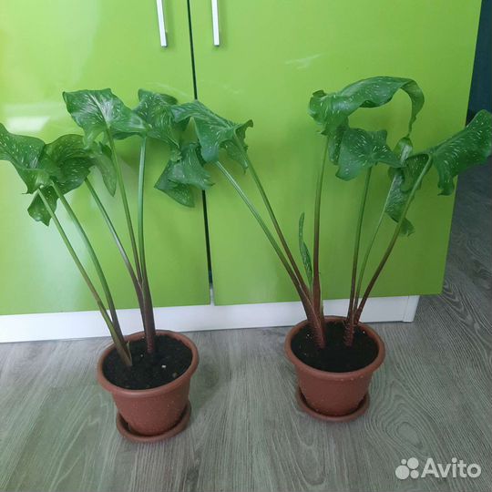 Желтая калла