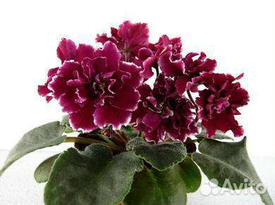 Укоренённые листья сортовых фиалок