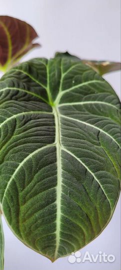 Alocasia 