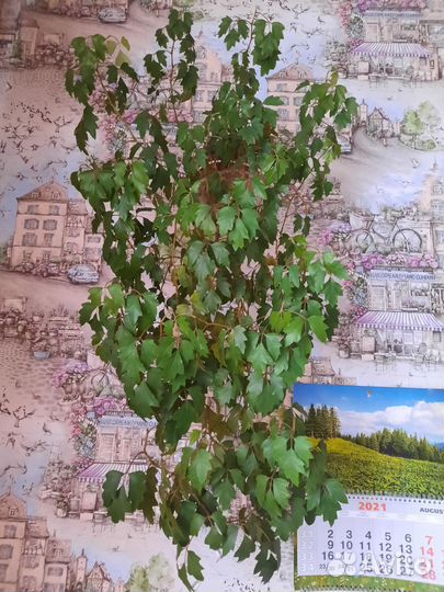 Циссус березка