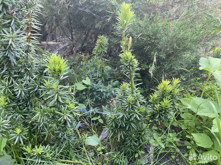 Тис пирамидальный