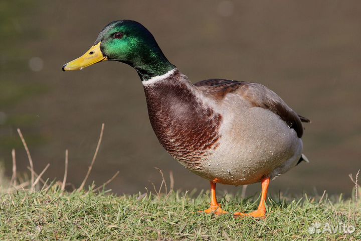 Селезень дикой утки