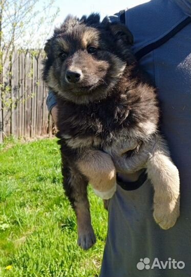 Собака в добрые руки. отдам бесплатно