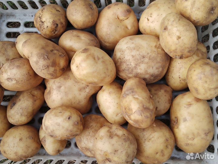 Картофель