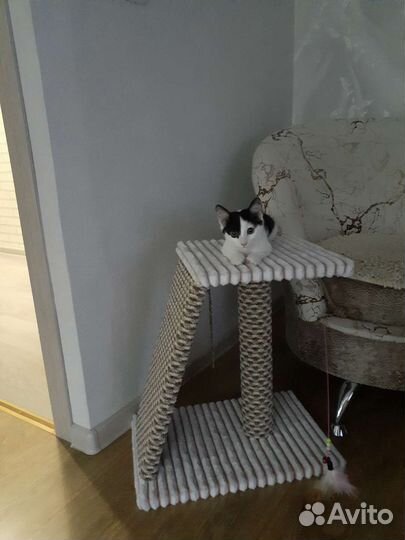 Котенок девочка бесплатно