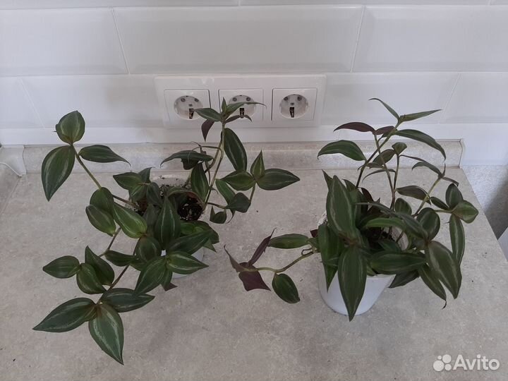 Комнатные растения