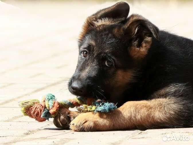 Щенки немецкой овчарки