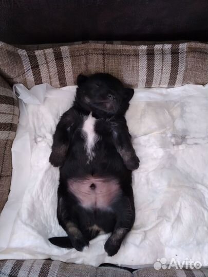 Щенок в добрые руки маленькой собаки