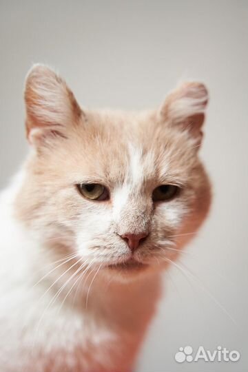 Дачник ищет дом