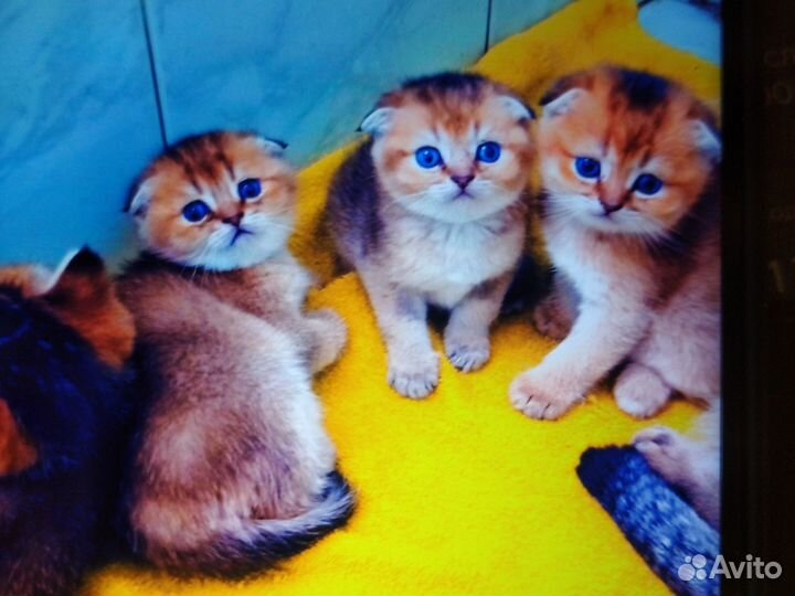Котята шотландская золотая шиншила