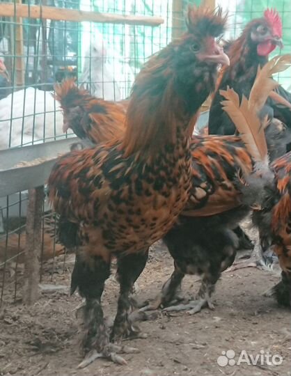 Петухи молодые Павловская золотистая