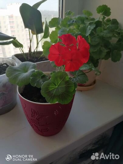 Герань красная