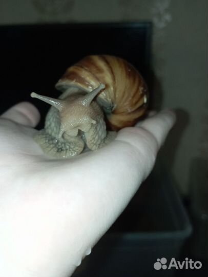 Улитята Ахатина и Взрослые улитки Ахатина