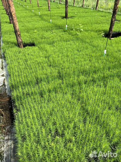 Сеянцы Сосны с зкс Ель Окс Лиственница Кедр Сибир