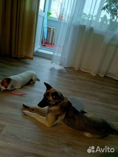 Собака в добрые руки