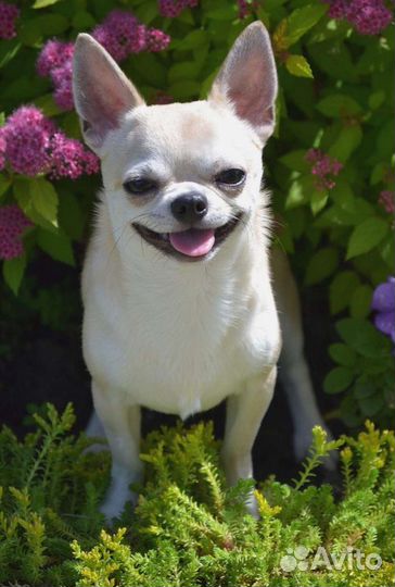 Просто красавчик