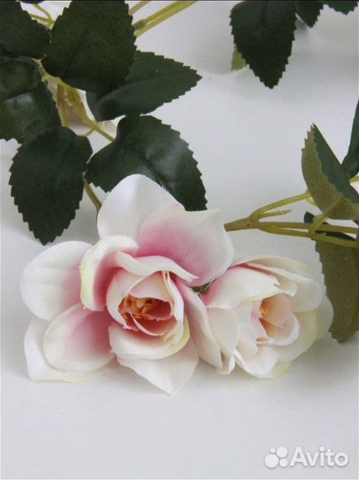 Лиана с розами