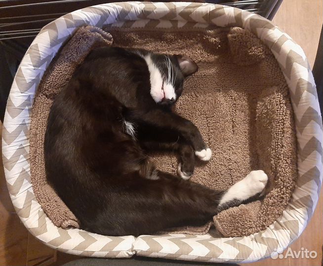 Кот Филя обнимака