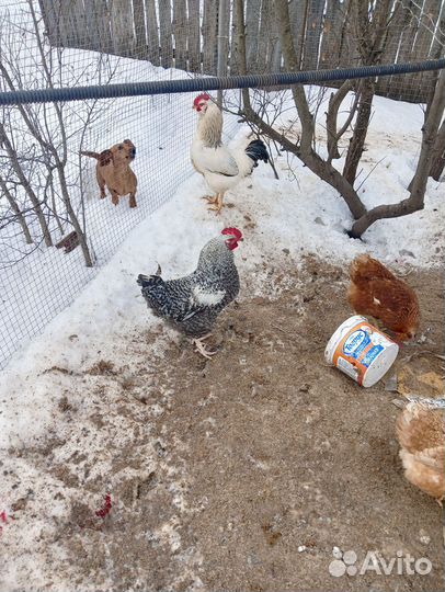 Петух породистый продажа или обмен на кур
