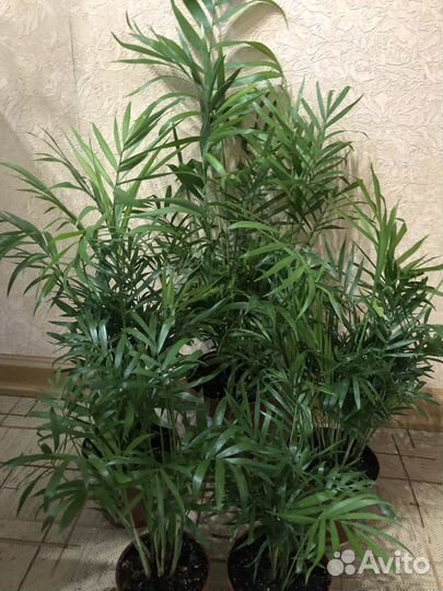 Хамидорея. Драцена,Маранта, вриезия солейролия