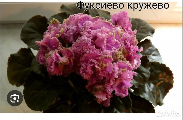 Фиалка