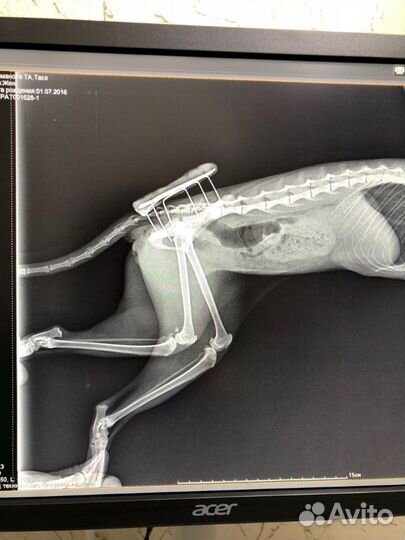 Ветеринарный врач