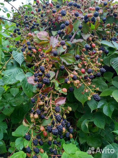 Ежевика и другие садовые растения