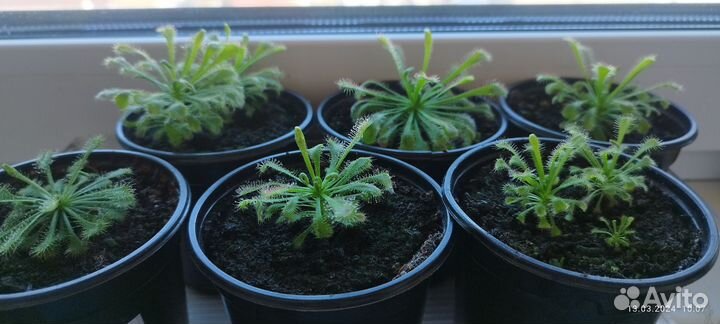 Росянка (спатулата,алисия,снидери,венуста,капская)