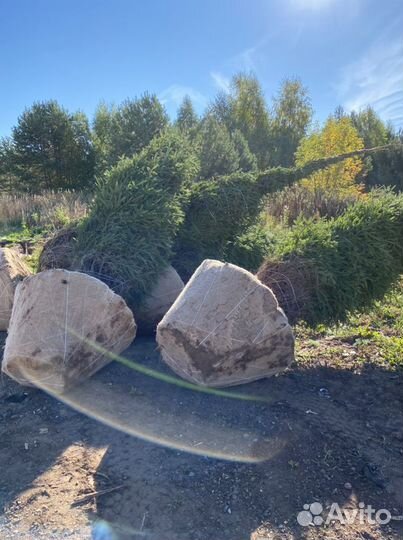 Саженцы оптом, сосна/ель/береза с зкс