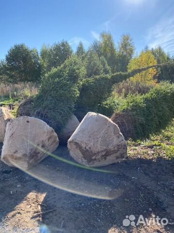 Саженцы оптом, сосна/ель/береза с зкс