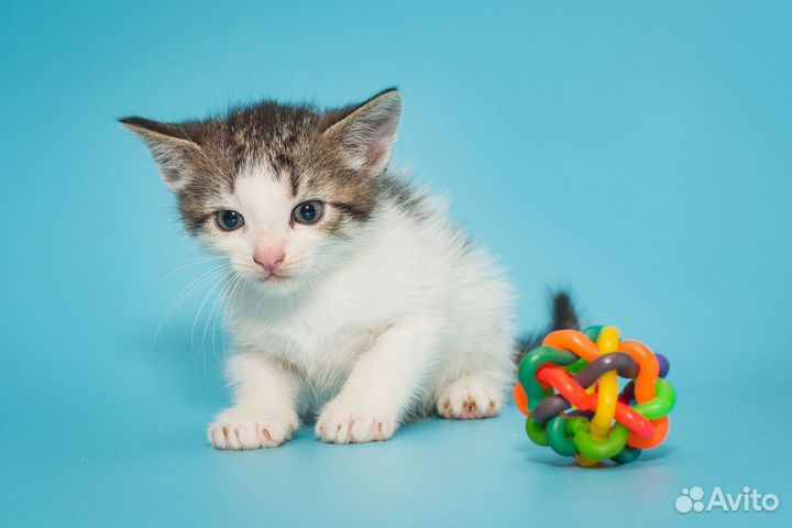 Котенок мальчик 1,5 мес