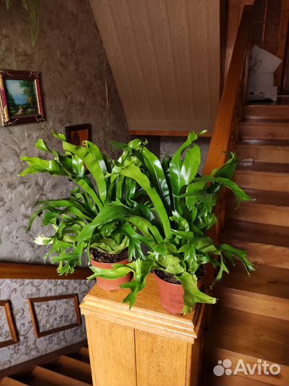 Асплениум нидус криси