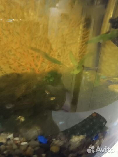 Аквариум с рыбками