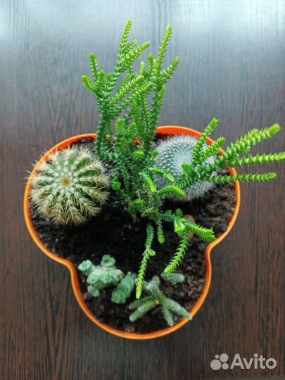 Кактусы и суккуленты