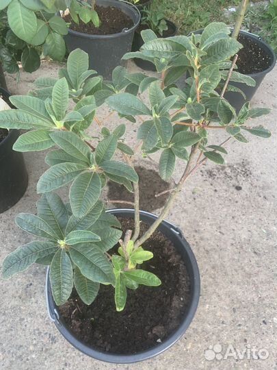 Рододендрон