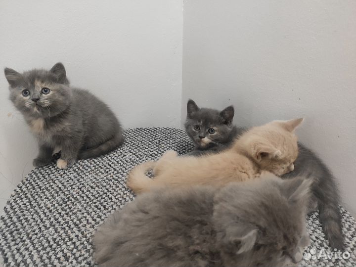 Котята в добрые руки