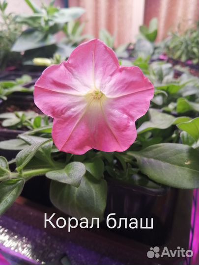 Рассада ампельной петунии