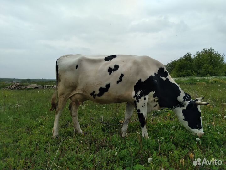 Корова стельная дойная, тёлка, бычок