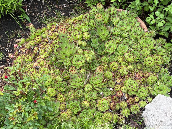 Многолетки