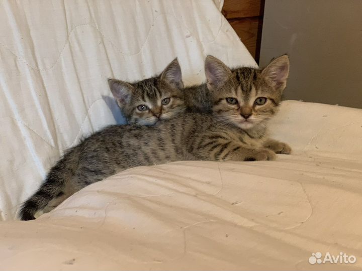 Котята мальчики 2 мес