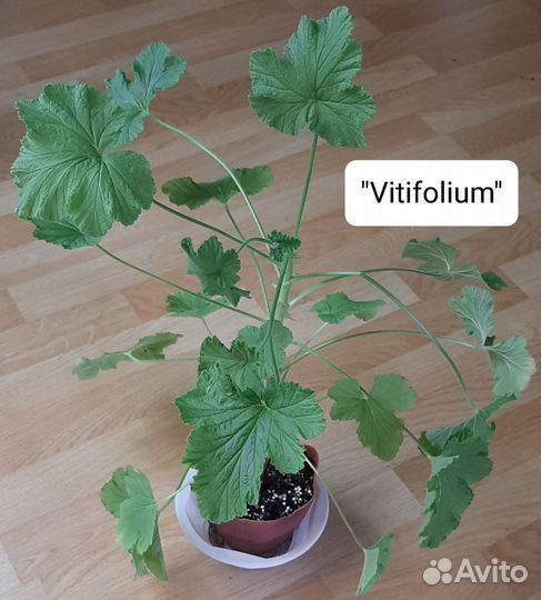 Пеларгонии