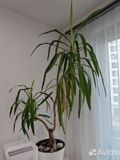 Юкка слоновая 140см