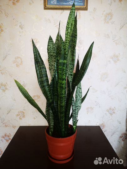 Сансевиерия