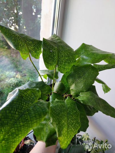 Калатея нетворк