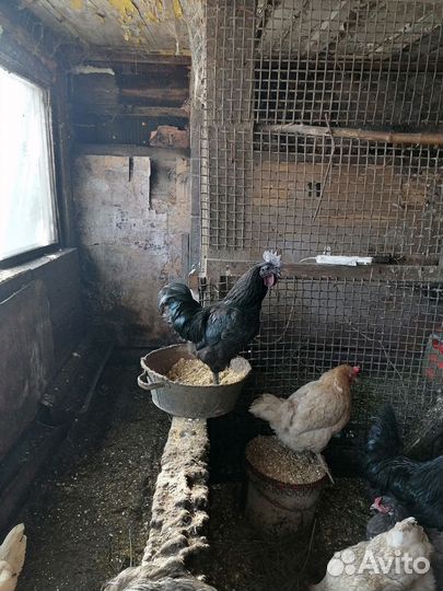 Петухи ухейилюй