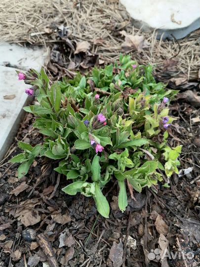 Растения для сада морозостойкие. Гортензии, хосты