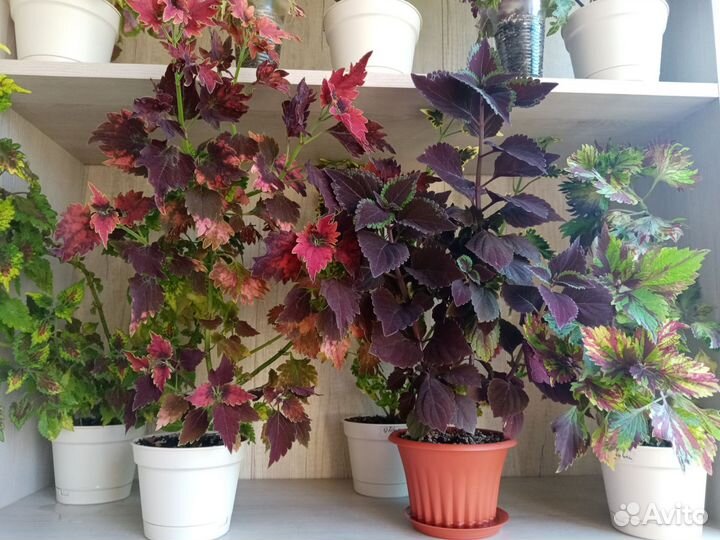 Колеусы сортовые