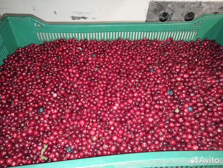 Брусника свежая оптом