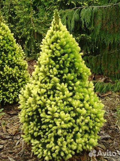 Ель Рейнбоуз энд