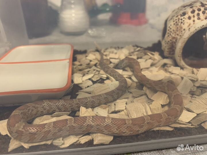 Маисовый полоз